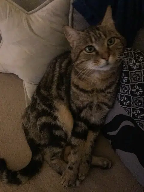 chat lost   79310 La Boissière-en-Gâtine Mustang