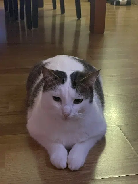 chat lost   79160 Coulonges-sur-l'Autize Neko