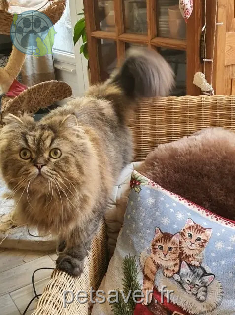 cat lost 79350 Chiché OBIWAN cat lost 79350 Chiché OBIWAN