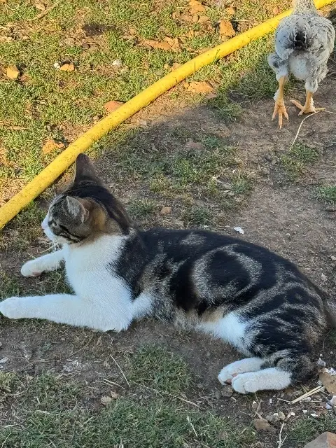 chat lost   79390 Thénezay Onyx