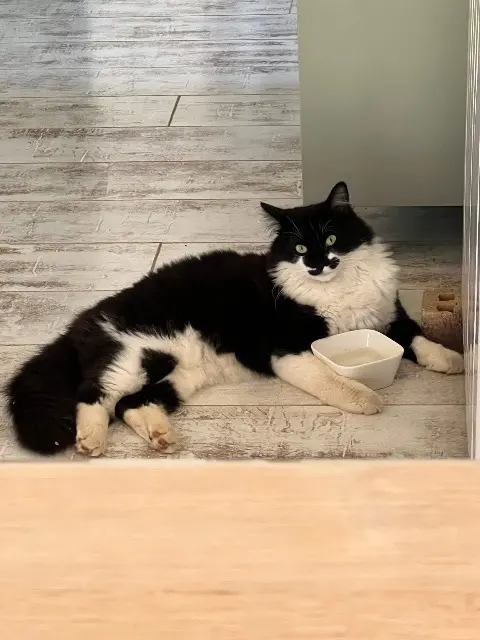 chat lost   79400 Augé Oreo