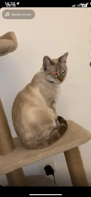 chat lost   79000 Niort Owa