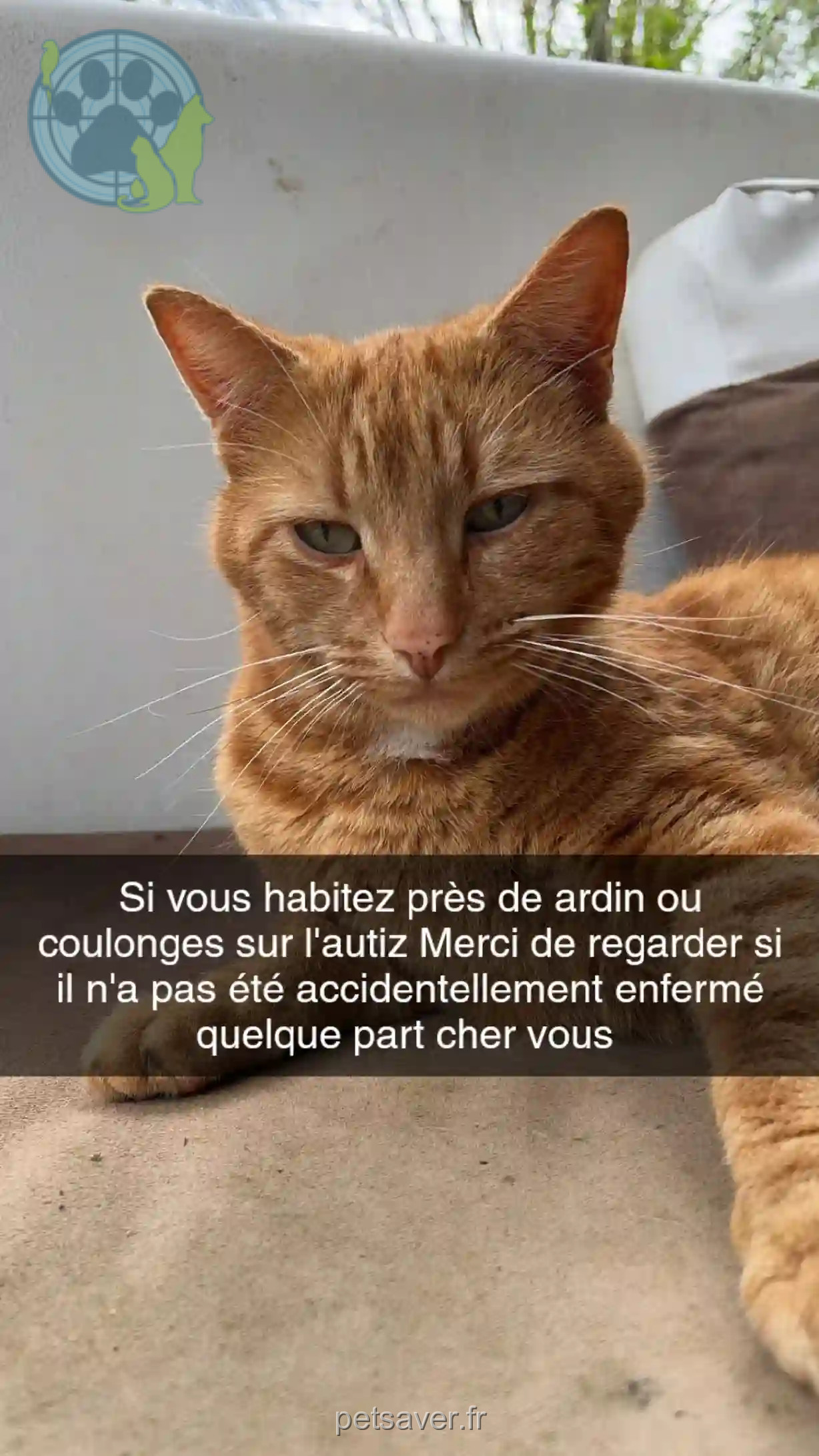Chat Perdu 79 Deux-Sèvres - P'tit-minou Chat Perdu 79 Deux-Sèvres - P'tit-minou
