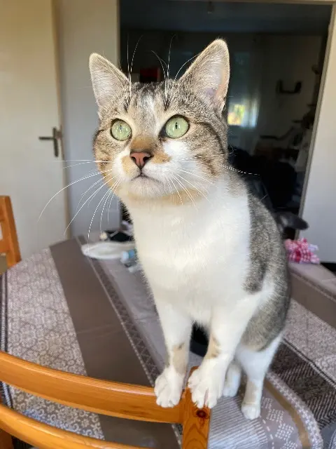chat lost   79140 Cerizay Palette