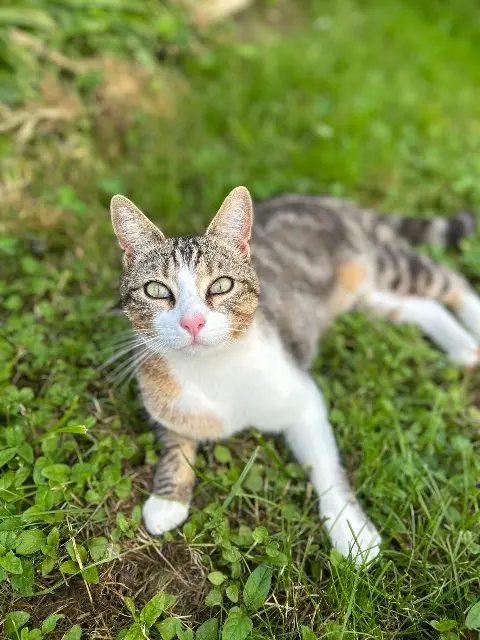 chat lost   79210 Saint-Hilaire-la-Palud Papuche