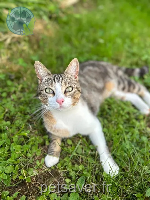 chat perdu 79210 Saint-Hilaire-la-Palud Papuche chat lost 79210 Saint-Hilaire-la-Palud Papuche