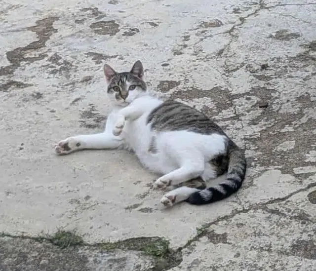 chat lost   79340 Vasles Petitgrou