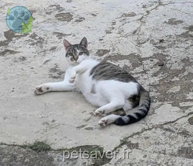 gato perdido 79340 Vasles Petitgrou gato lost 79340 Vasles Petitgrou