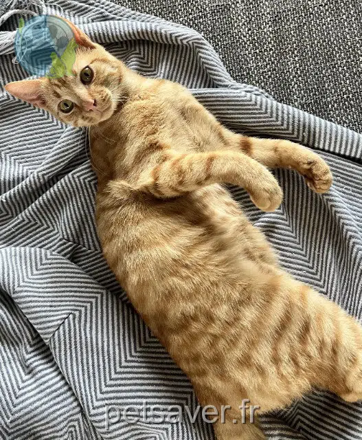 chat lost   79260 La Crèche Pichu