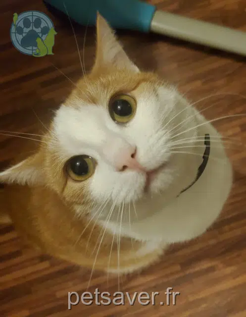 chat lost   79270 Frontenay-Rohan-Rohan Pixel