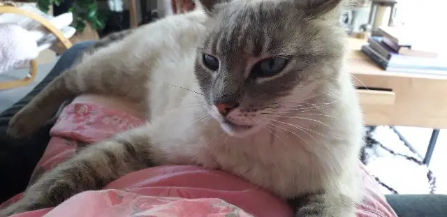 chat lost   79210 Saint-Georges-de-Rex PLUME