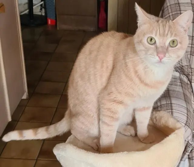chat lost   79400 Saint-Maixent-l'École Pompon