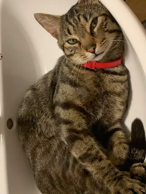 chat lost   79130 Pougne-Hérisson Kira