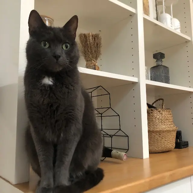 chat lost   79000 Niort Poutchi