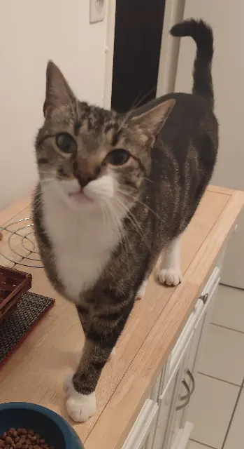 chat lost   79000 Niort Ricou