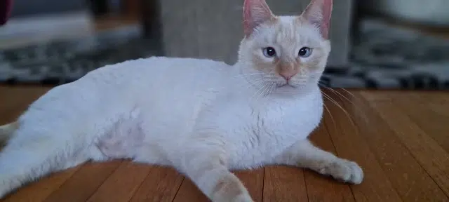 chat lost   79000 Niort Roissy