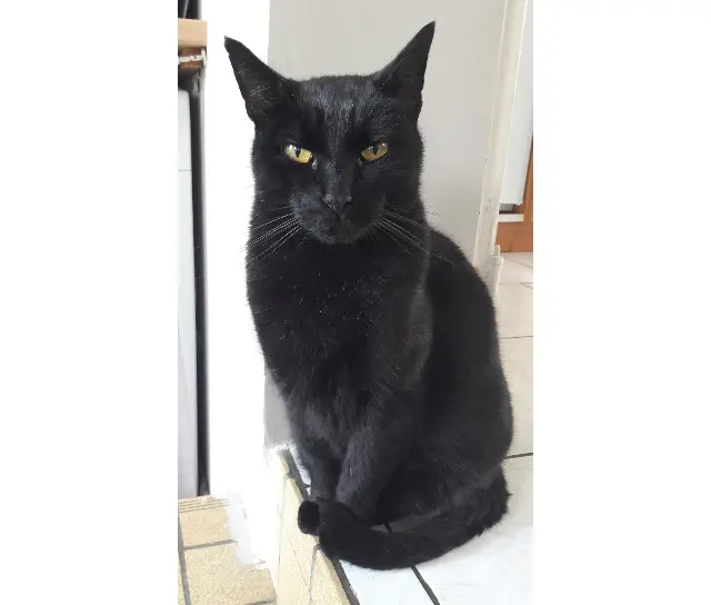 chat lost   79100 Thouars Réglisse