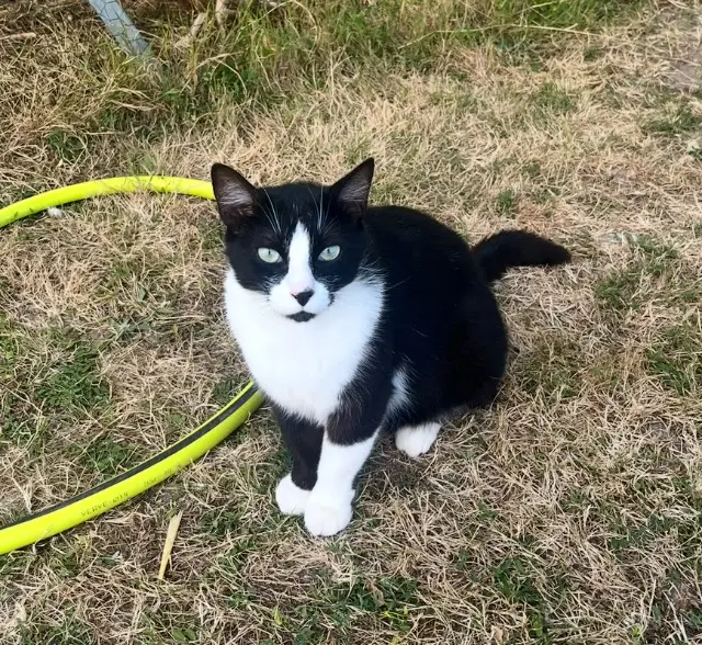 chat lost   79270 La Rochénard Schacha