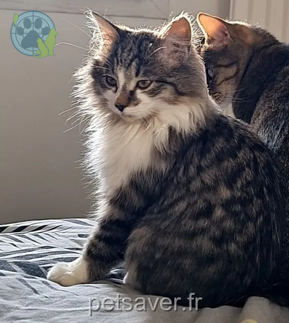 chat perdu 79160 Villiers-en-Plaine Shoko chat lost 79160 Villiers-en-Plaine Shoko