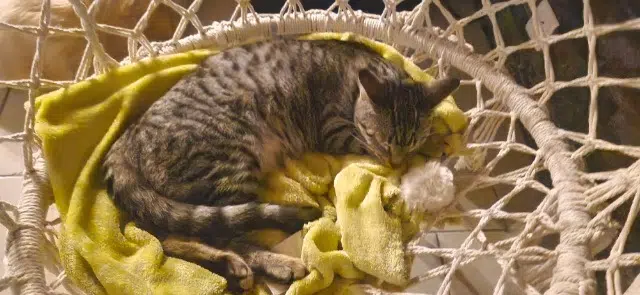 chat lost   79230 Brûlain Simba