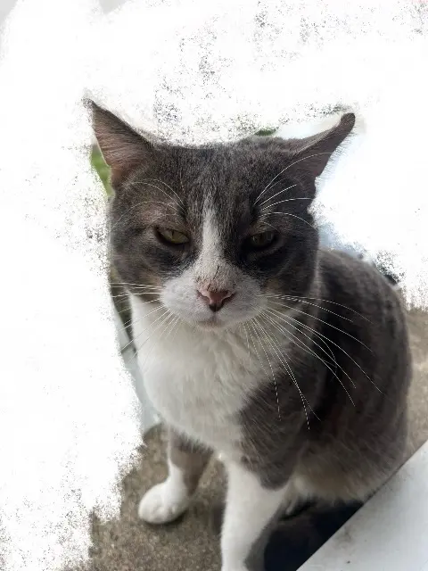 chat lost   79000 Niort Simba