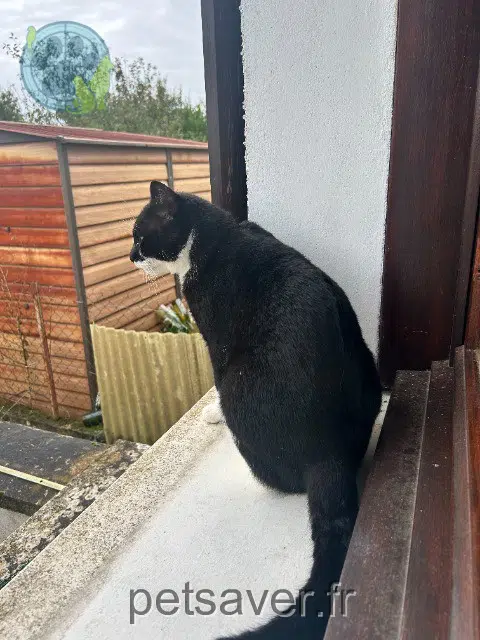 chat lost   79340 Vasles Simba