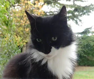 Chat Perdu 79 Deux-Sèvres - Snoopy Chat Perdu 79 Deux-Sèvres - Snoopy