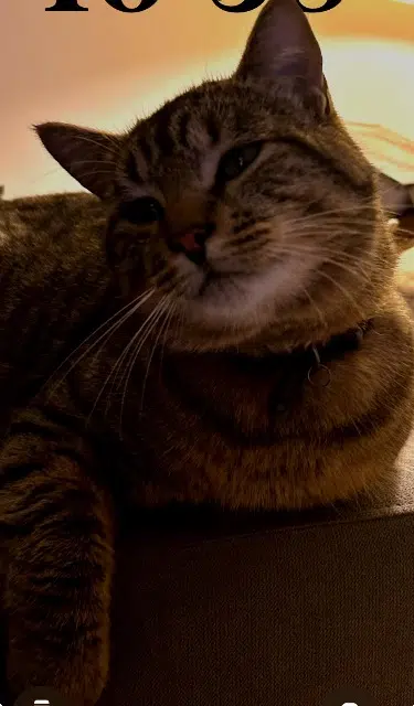 chat lost   79510 Coulon Sweetie