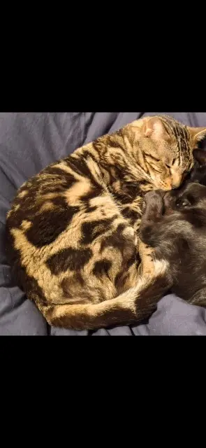 chat lost   79200 Parthenay Thor