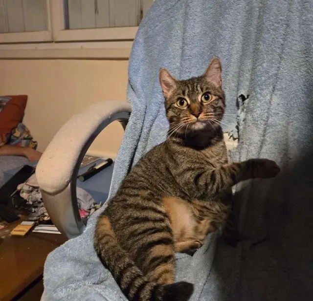 chat lost   79000 Niort Tiplouf