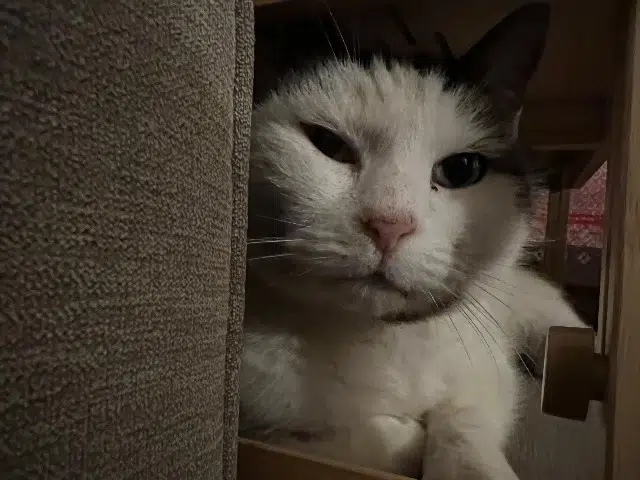 chat lost   79180 Chauray Titi