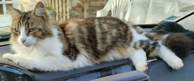 chat lost   79000 Niort Travolta