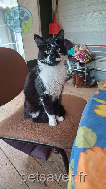 chat lost   79800 Souvigné Vasco