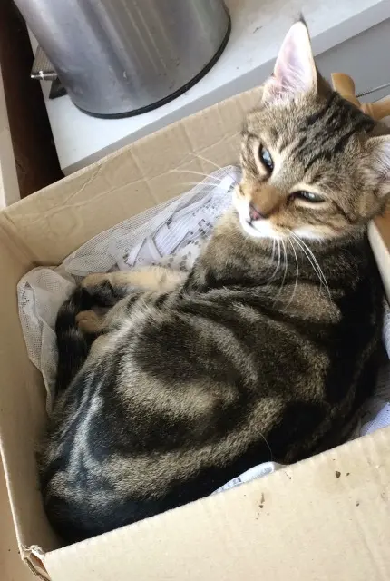 chat lost   79400 Azay-le-Brûlé Whistity