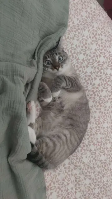 chat lost   79180 Chauray Willow