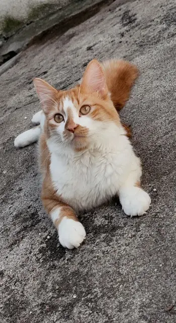chat lost   79360 Beauvoir-sur-Niort Zazu (zazou)