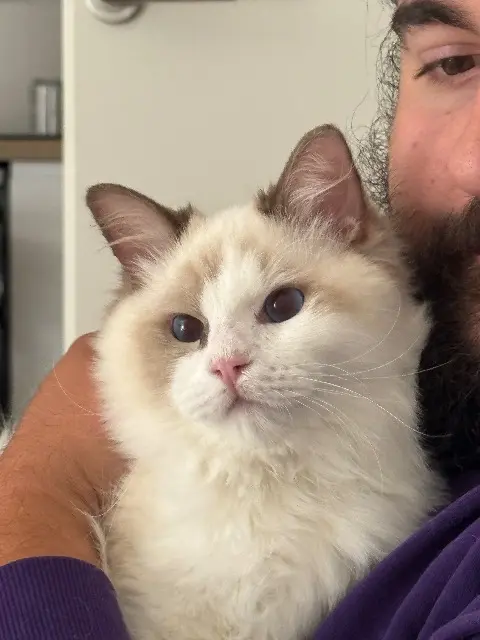 chat lost   80440 Boves Albus