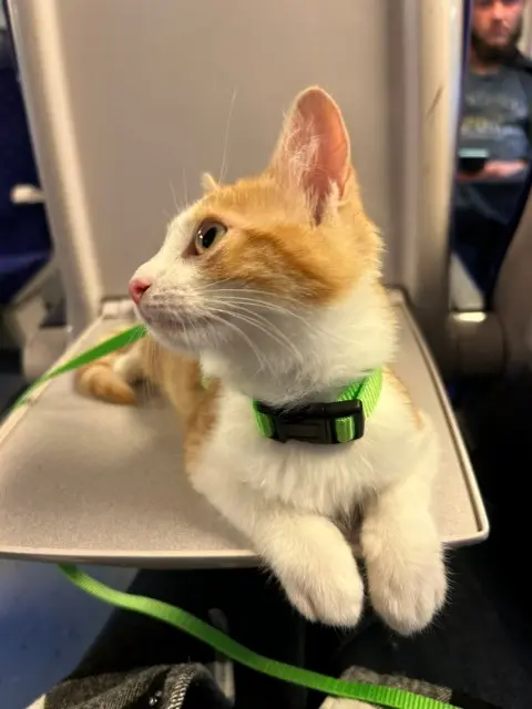 chat lost    Amiens Aku