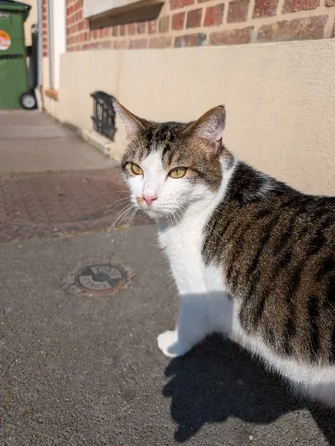 chat lost    Amiens Bandit