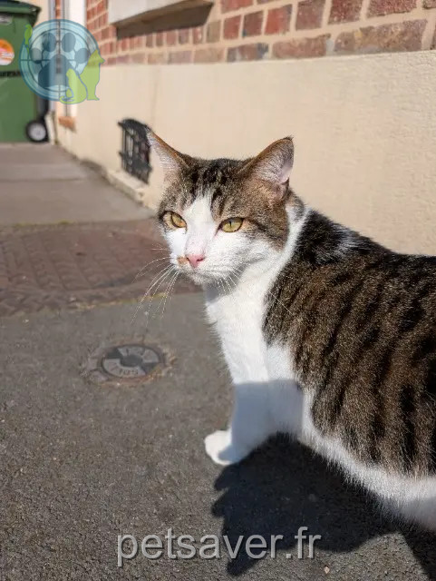 cat lost Amiens Bandit cat lost Amiens Bandit