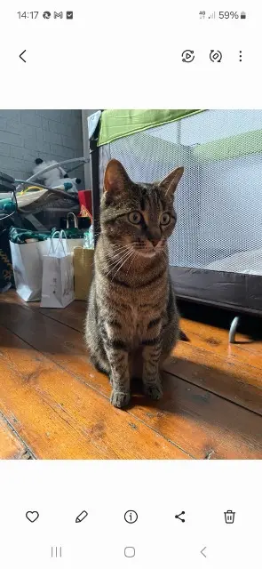 chat lost    Amiens Bandit