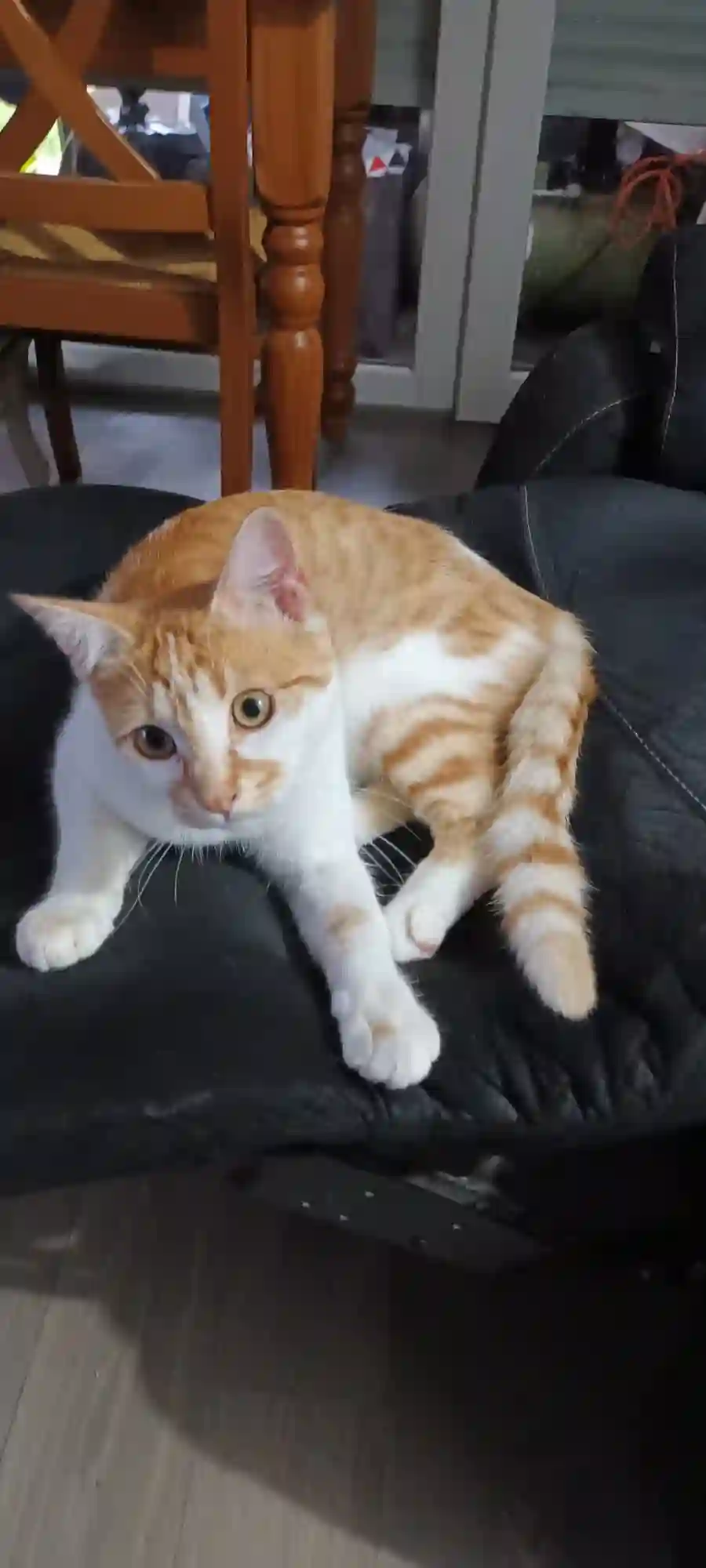 Chat Perdu 80 Somme Amiens - Bijou Chat Perdu 80 Somme Amiens - Bijou