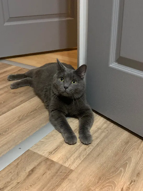 Chat Perdu 80 Somme Amiens - Boubou Chat Perdu 80 Somme Amiens - Boubou