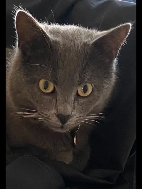 chat lost    Amiens CHARLY