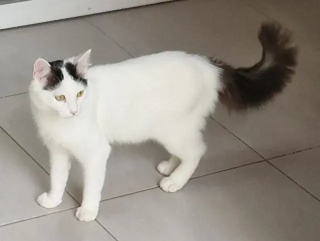 chat lost    Amiens Crapule