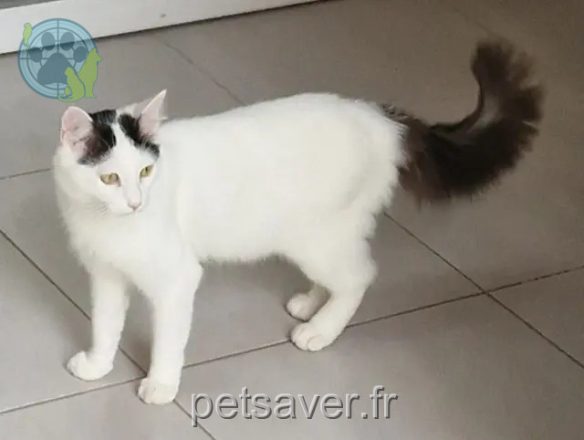 chat perdu Amiens Crapule chat lost Amiens Crapule