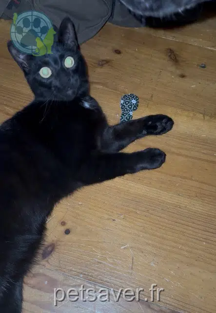 chat lost   80000 Amiens Emile