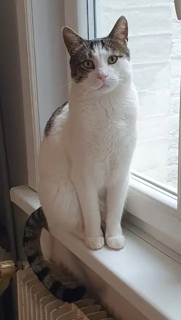 chat lost    Amiens Filou