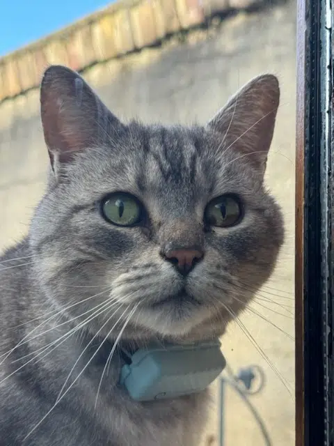 chat lost    Amiens Gizmo