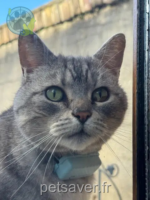 kater vermist Amiens Gizmo kater lost Amiens Gizmo